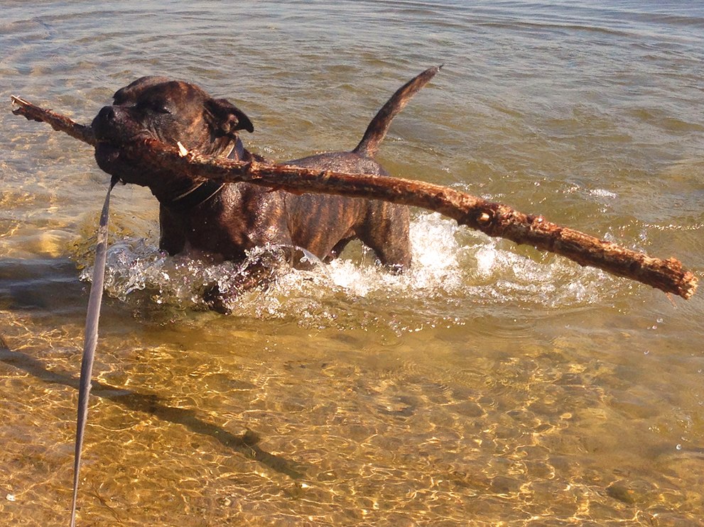 Hond haalt een tak uit het water tijdens een individuele wandeling