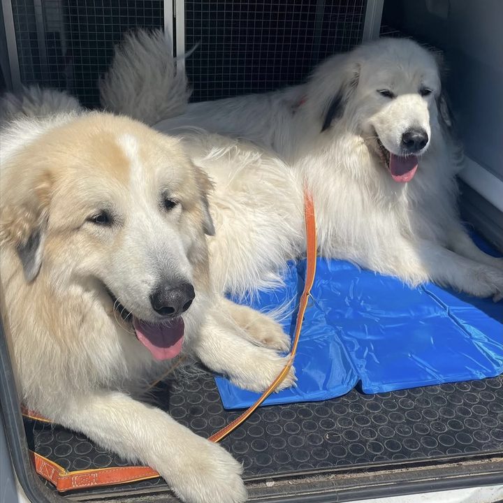 Twee grote witte honden liggen op een koelmat achter in de bus