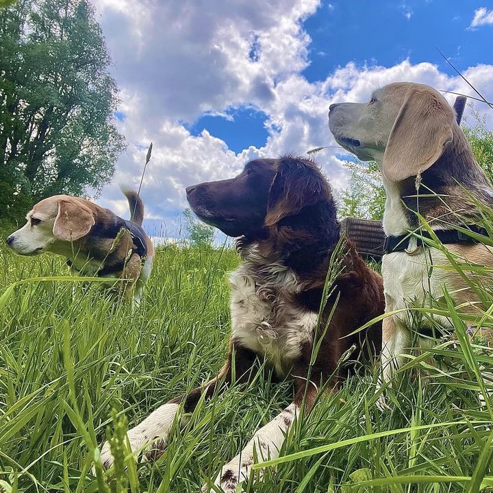 Drie honden liggen in het hoge gras onder een blauwe lucht