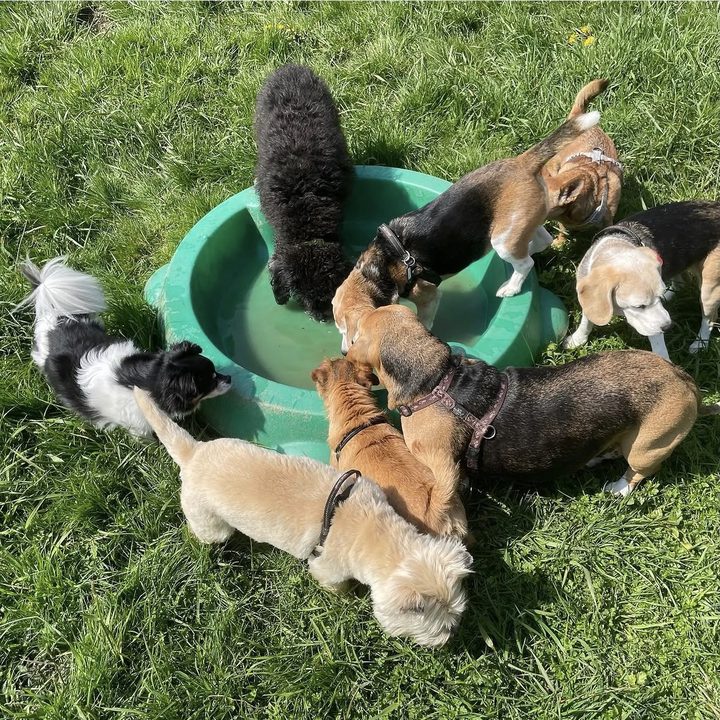 Een groep honden drinkt samen uit een groene waterbak op het gras