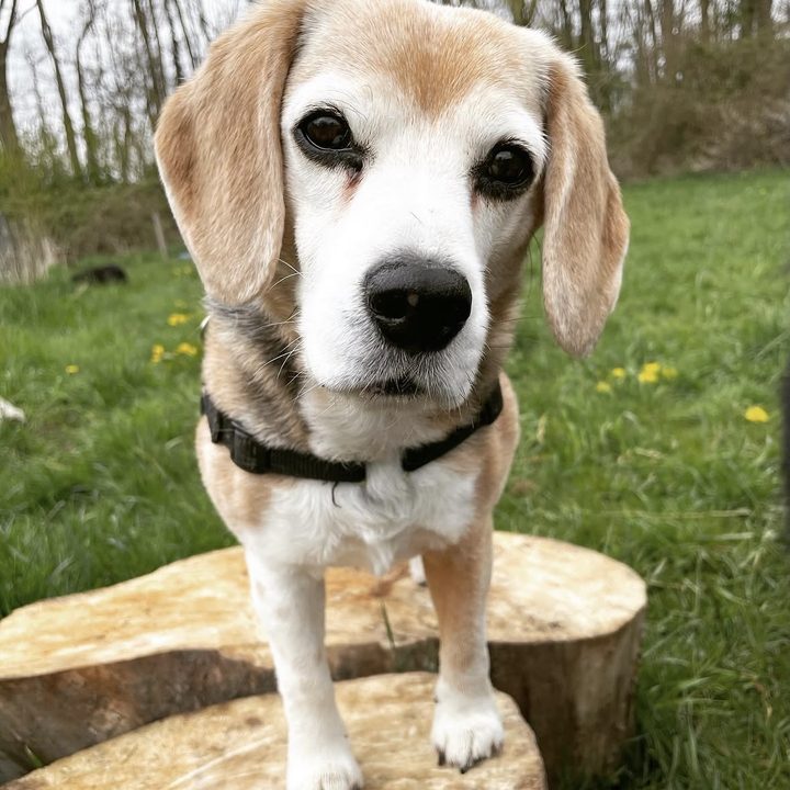Een beagle staat op een boomstronk en kijkt recht in de camera