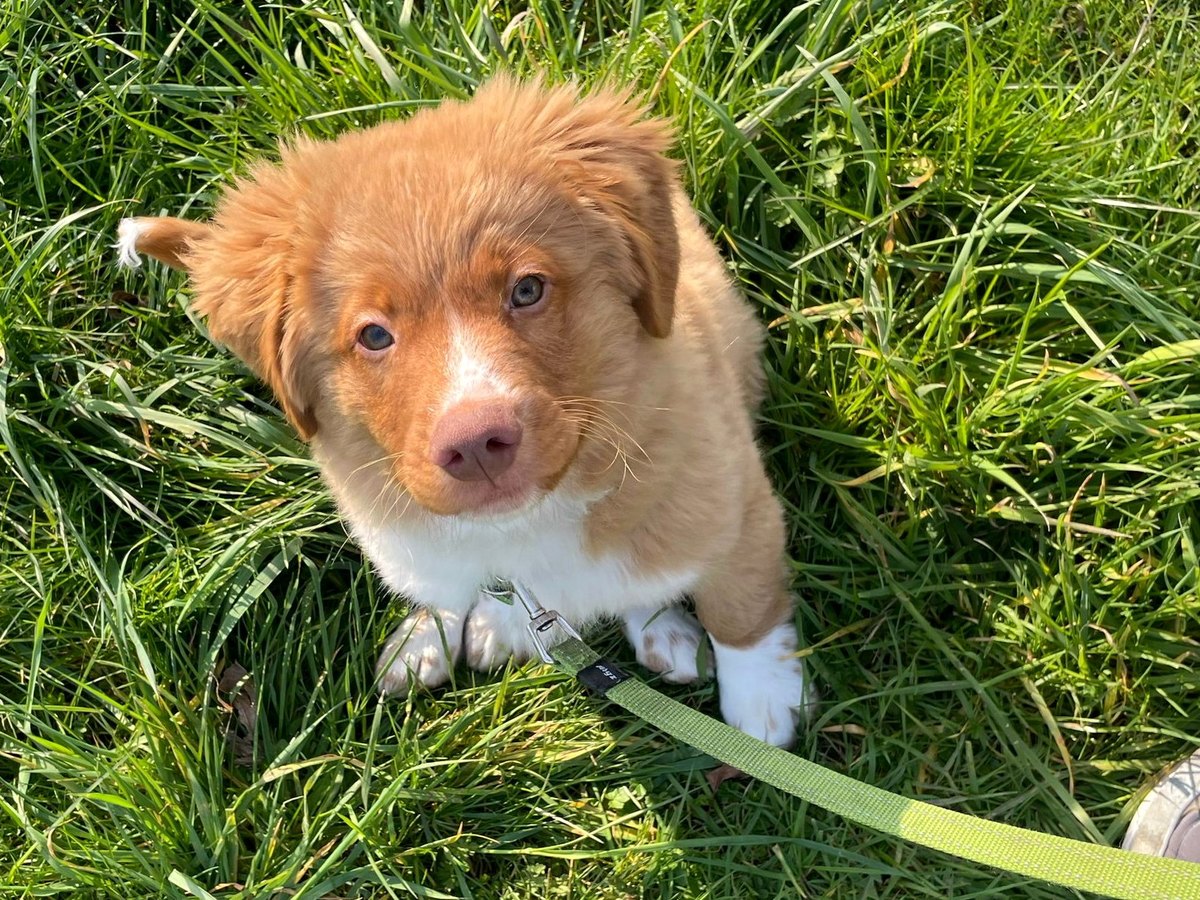 Pup in het gras kijkt omhoog tijdens de Puppy Service