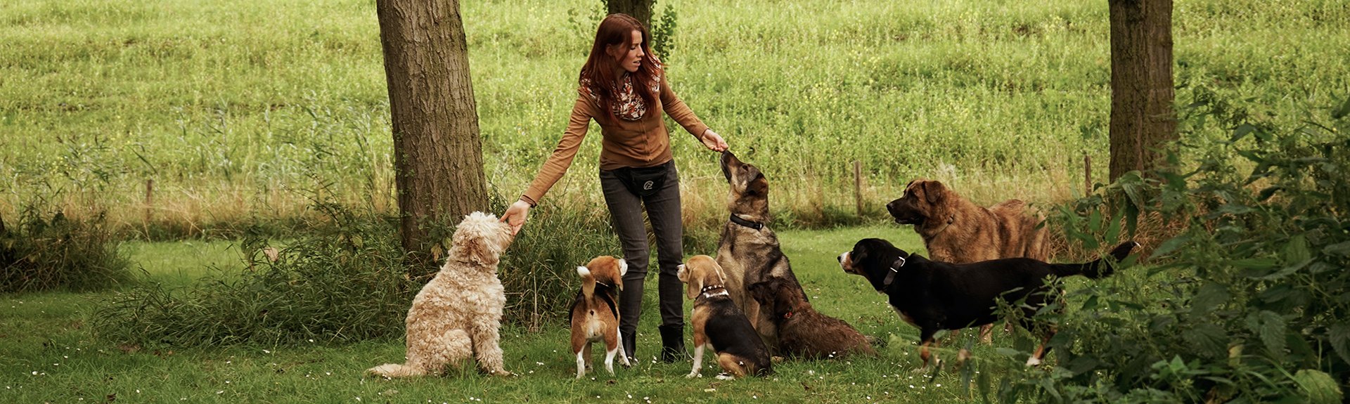 Honden rennen vrij op het uitlaatveld