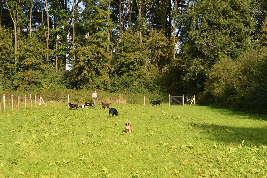 Het omheinde uitlaatveld met honden in de verte