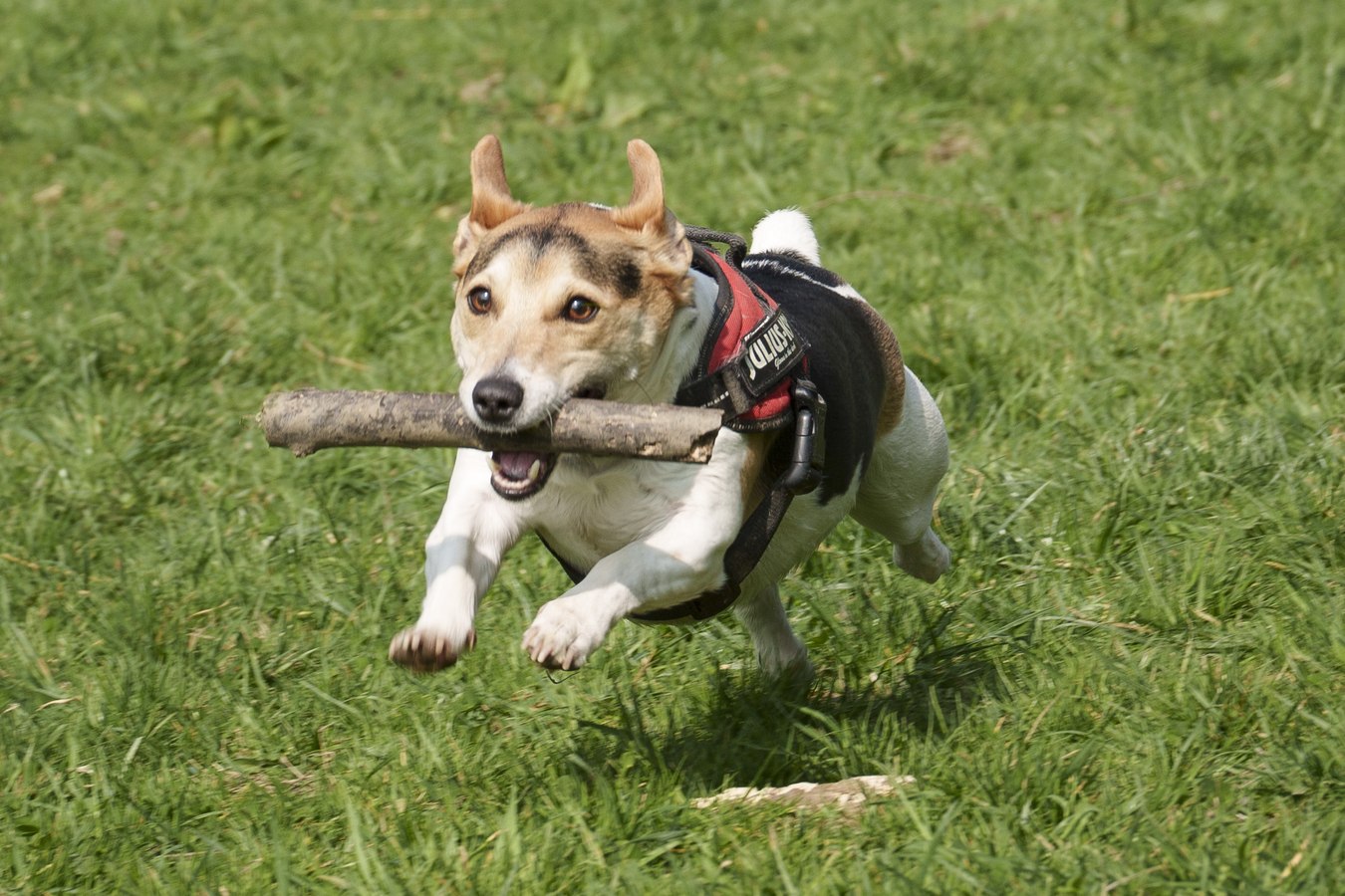 Hond rent met een tak over het uitlaatveld